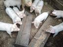 Absetzferkel zu verkaufen
