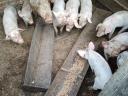 Absetzferkel zu verkaufen