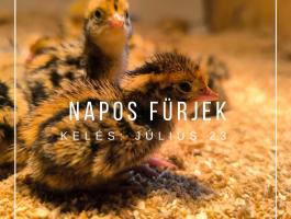 Napos fürj