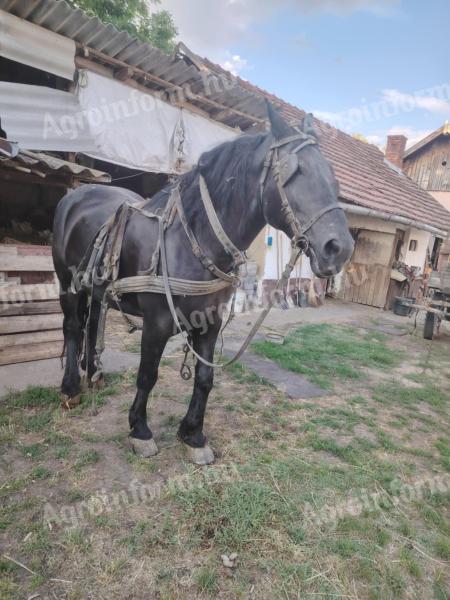 Das Pferd auf dem Bild steht zum Verkauf.