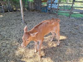 Bikaborjú eladó