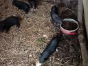 Piglets with dangling bellies