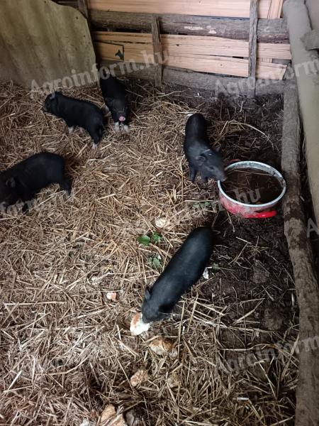 Piglets with dangling bellies