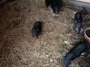 Piglets with dangling bellies