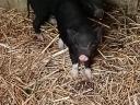 Piglets with dangling bellies