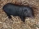 Piglets with dangling bellies