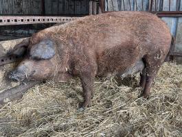 Eladó mangalica koca malacaival