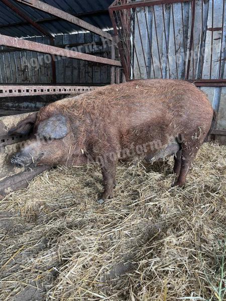Mangalica sows with piglets for sale