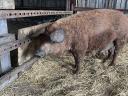 Mangalica sows with piglets for sale