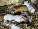 Mangalica sows with piglets for sale