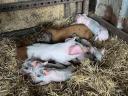 Mangalica sows with piglets for sale