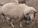 Pedigree ram