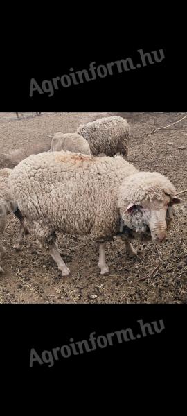 Pedigree ram