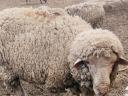 Pedigree ram