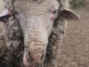 Pedigree ram