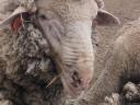 Pedigree ram