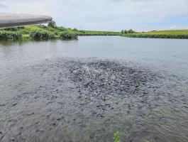 Mezőszilas – haltenyésztésre alkalmas halastó eladó