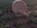 Alfalfa bale for sale