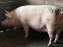 Pre-breeding sows for sale