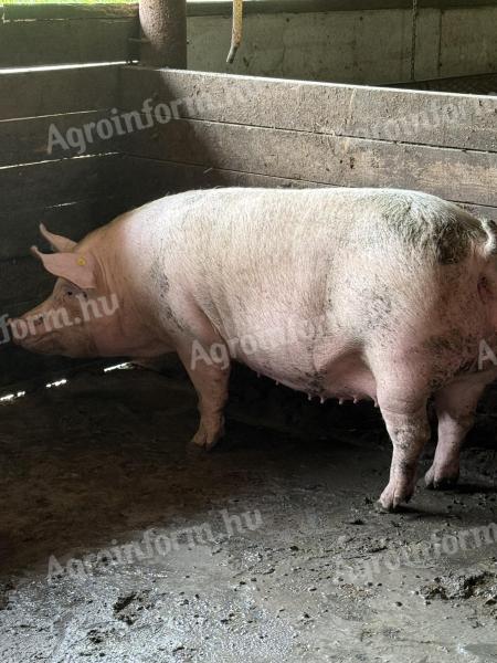 Pre-breeding sows for sale