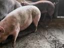 Pre-breeding sows for sale
