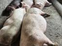 Pre-breeding sows for sale