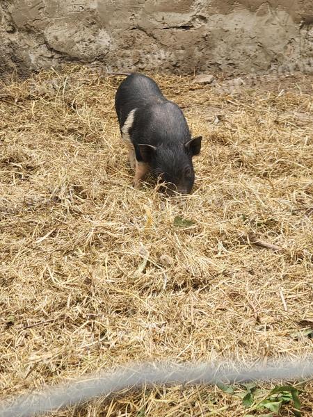 Piglet with a pot belly