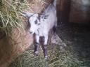 Young buck goat for sale