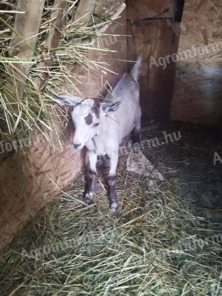Young buck goat for sale