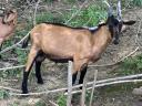 Alpine goat