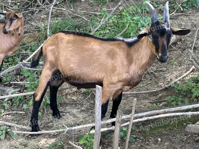 Alpine goat