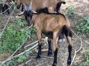 Alpine goat