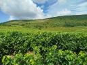 Eger Nagi-Eged planina Merlot