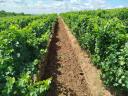 Eger Nagi-Eged planina Merlot