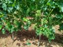 Eger Nagi-Eged planina Merlot