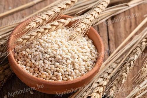 Barley