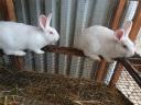 Pannonian white rabbit for sale