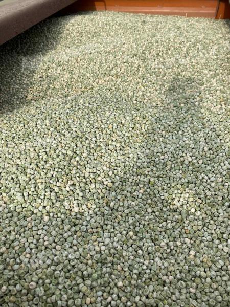 Fodder peas