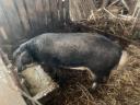 Familie der Schwalbenbauch-Mangalica