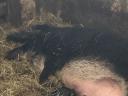 Familie der Schwalbenbauch-Mangalica