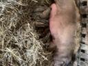 Familie der Schwalbenbauch-Mangalica
