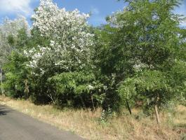 Ruzsán 13,5 ha erdő eladó