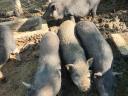 10 Monate alte aufgeblähte Babys