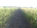 Sweetcorn