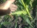 Sweetcorn