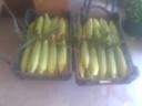 Sweetcorn