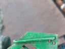 Pike-pea harvester