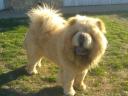 Chow Chow, Chow-Chow Rüde zur Zucht