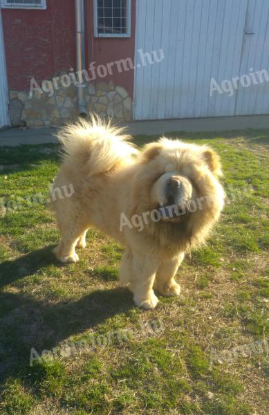 Chow Chow, Chow-Chow Rüde zur Zucht