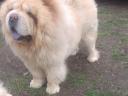 Chow Chow, Chow-Chow Rüde zur Zucht